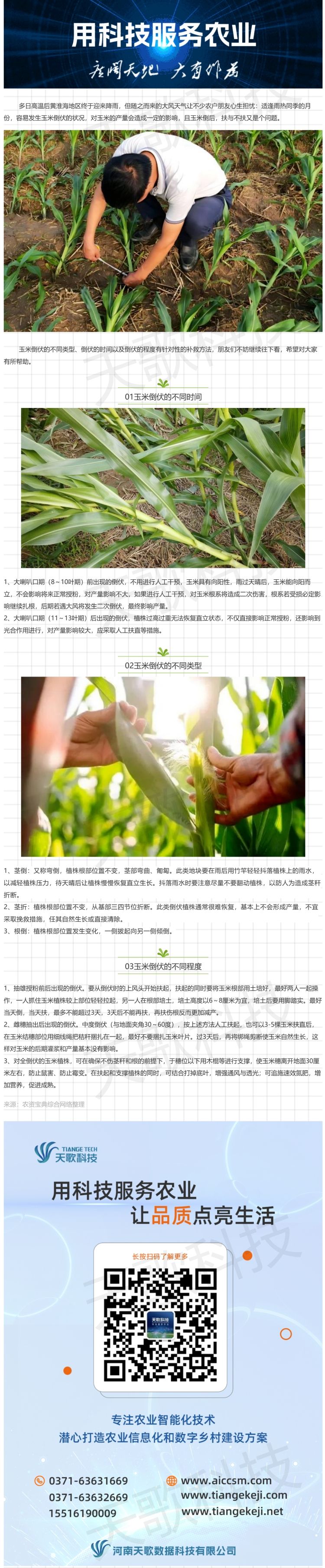 暴雨＋大風(fēng)，玉米苗期倒了扶不扶？怎么扶？.jpg